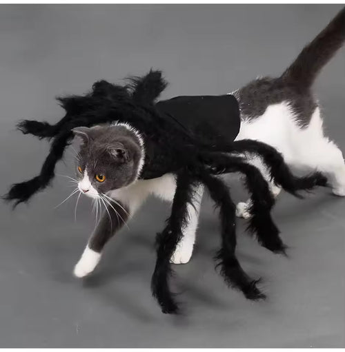 Costume Araignée Halloween pour Chien & Chat